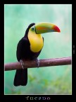 Tucano Tucano