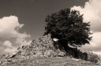 Albero solitario Albero solitario