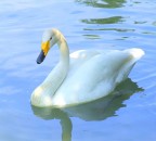 Cigno selvatico