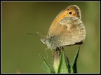 Piccante punto di vista (Coenonympha pamphilus)