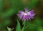Fiore violetto Fiore violetto