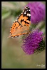 Vanessa Cardui Vanessa Cardui