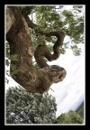 albero contorto albero contorto