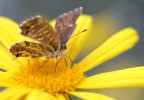 yellow yellow
