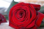 Rosa Rossa Rosa Rossa