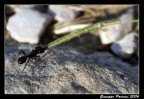 Formica forzuta Formica forzuta