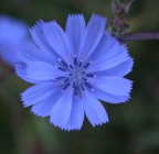 Fiore azzurro