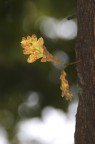Quercia Quercia