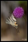 Iphiclides podalirius Iphiclides podalirius