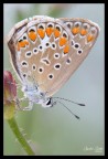 Lichenide (full frame) Lichenide (full frame)
