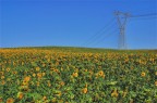 sunflowers sunflowers