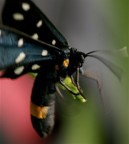 ..a me pare una maschera cha danza...