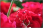 Blooming Blooming