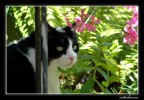Il felino ciccione Il felino ciccione
