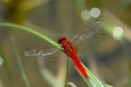 Libellula rossa