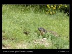 Marmotta Marmotta
