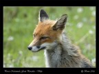 Volpe -ritratto- Volpe -ritratto-