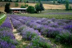 lavanda