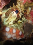 Polpo (Octopus vulgaris) Polpo (Octopus vulgaris)