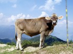 Mucca Mucca