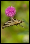 Omega (Iphiclides Podalirius) Omega (Iphiclides Podalirius)