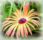 fiore multicolor fiore multicolor