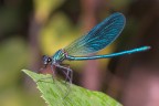 dragonfly dragonfly