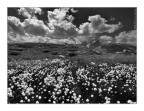 AlpenCotton AlpenCotton