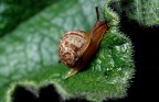 Lumaca Lumaca