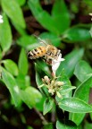 Abbuffata Abbuffata