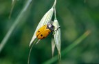 Coccinella Coccinella