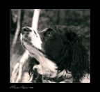 il mio migliore amico ( non abbandonateli mai)