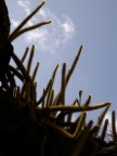 Cactus Contro Luce Cactus Contro Luce