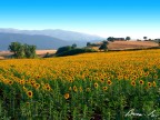 Colori Colori