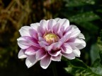 il mio giardino il mio giardino
