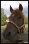 horse horse