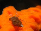 ZAMPETTATA SULL'ARANCIO ZAMPETTATA SULL'ARANCIO