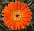 Fiore Fiore