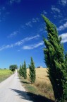 cipressi cipressi