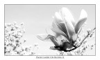 In Bloom II In Bloom II