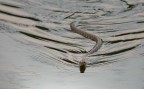 biscia d'acqua biscia d'acqua