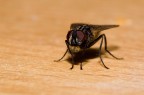 Mosca sbrodolona Mosca sbrodolona