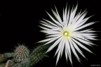 Una stella bianca Una stella bianca