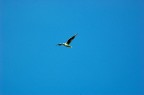 Uccello Uccello