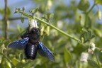 Ci riprovo con gli insetti Ci riprovo con gli insetti