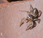 Ragnetto Saltatore...