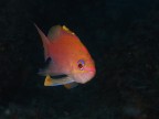 Anthias anthias Anthias anthias
