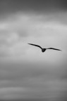Freedom Freedom