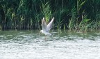 Pesca(Crop) Pesca(Crop)