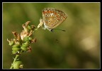 Tuffata Tuffata